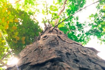 evolutionary parenting