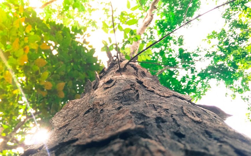 evolutionary parenting